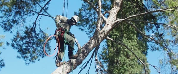 Atlanta Pine Tree Trimming